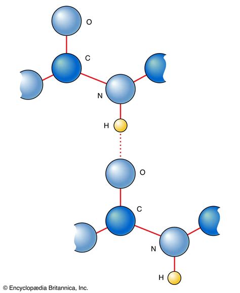 Are Hydrogen Bonds The Strongest Interactions Between Molecules?