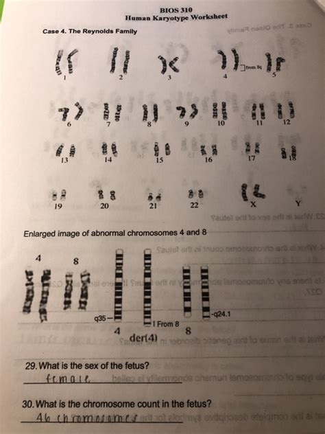 Biology Karyotype Worksheet Answers Key