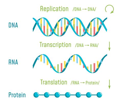 Protein Synthesis – Nature Journals