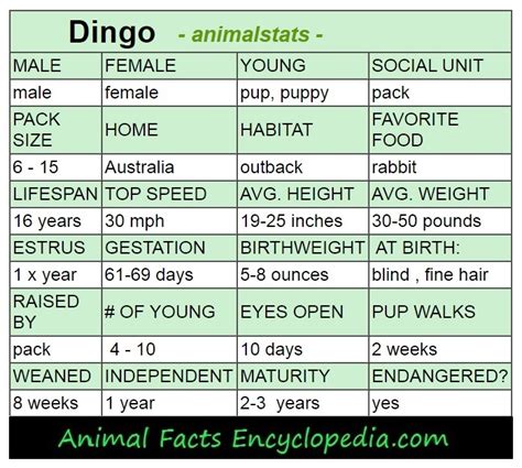 Dingo Facts - Animal Facts Encyclopedia