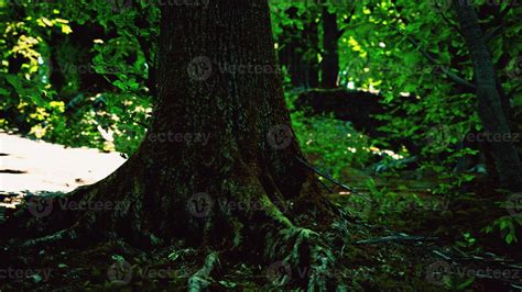 Large and long tree roots with moss 17279849 Stock Photo at Vecteezy