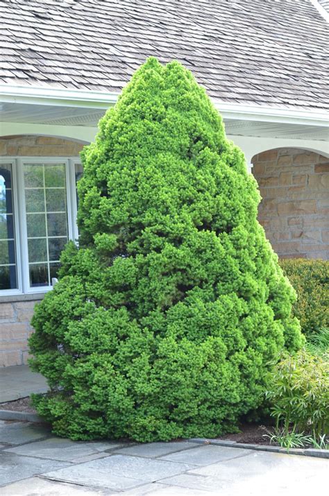 Photo of the entire plant of Dwarf Alberta Spruce (Picea glauca var. albertiana 'Conica') posted ...