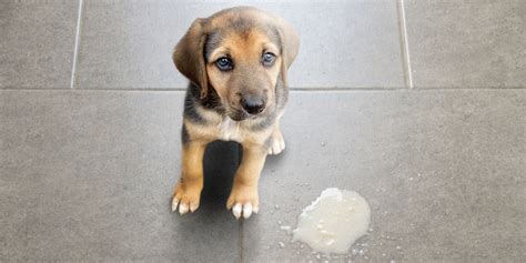 Should You Let Your Dog Eat Their Vomit – And Why!