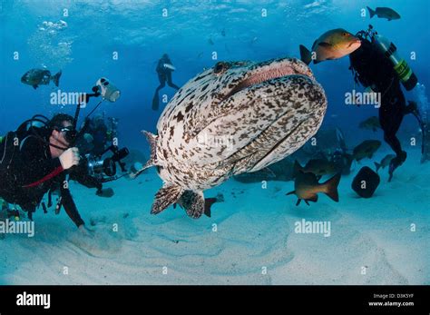 Divers photographing a Giant Grouper, Great Barrier Reef, Queensland Stock Photo: 53896851 - Alamy