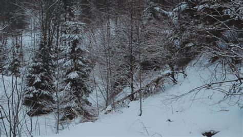 Beautiful Winter Morning In Norway/Sweden. Winter Morning In Forest ...