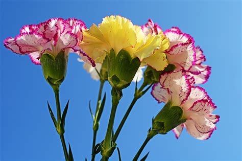 Photo flower dianthus Closeup Colored background