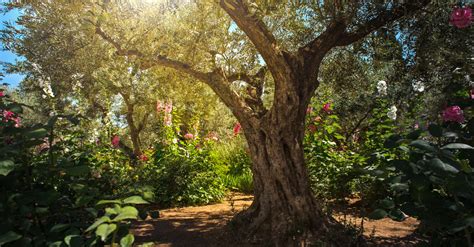 Garden Of Gethsemane Jesus Praying