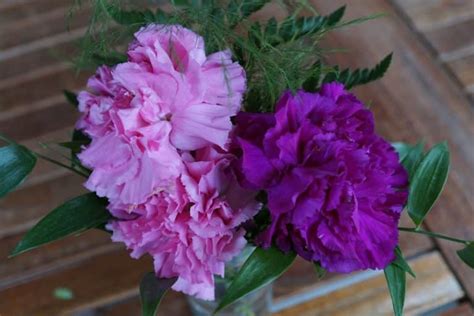 Purple Carnation Meaning & Symbolism (Calmness & Creativity)