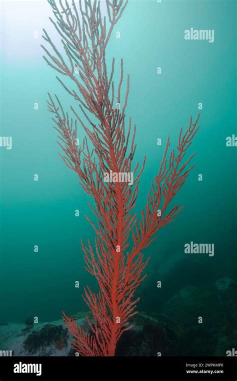 Palmate sea fan hi-res stock photography and images - Alamy