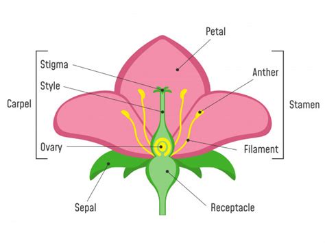 Biology: Parts Of A Flower: Level 1 activity for kids | PrimaryLeap.co.uk