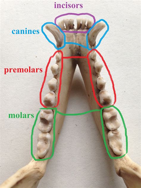 Omnivore Teeth Structure