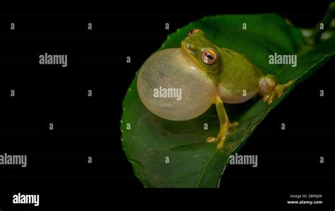 Jayarami frog mating call Stock Photo - Alamy