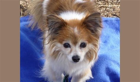The Papillon Chihuahua Mix (Chion) (With Pictures)