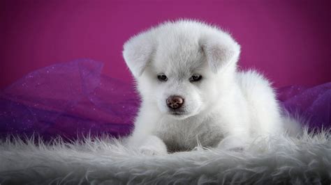 Download White Akita Puppy Dog In Purple Wallpaper | Wallpapers.com