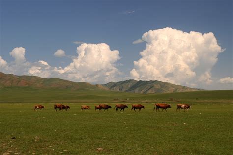 Free Images : landscape, grass, horizon, mountain, cloud, field, meadow, prairie, hill, herd ...