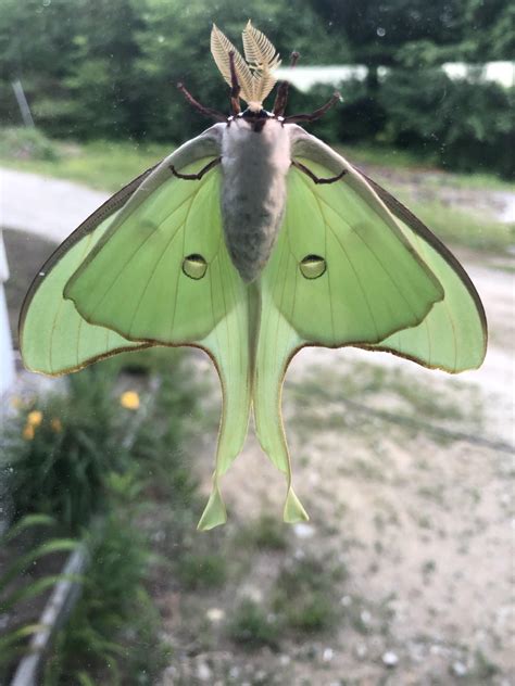 I’ve seen a lot of Luna Moth photos over the last few days. I had one on my window this morning ...