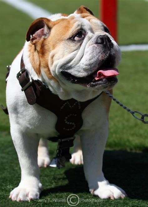 Mississippi State mascot, Bully the Bulldog | Mascot, Bulldog, Team mascots