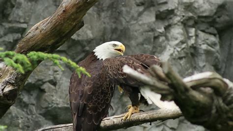 Two American Bald Eagles In Their Habitat At A Zoo. Stock Footage Video ...