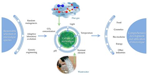 C | Free Full-Text | Optimization and Process Effect for Microalgae Carbon Dioxide Fixation ...