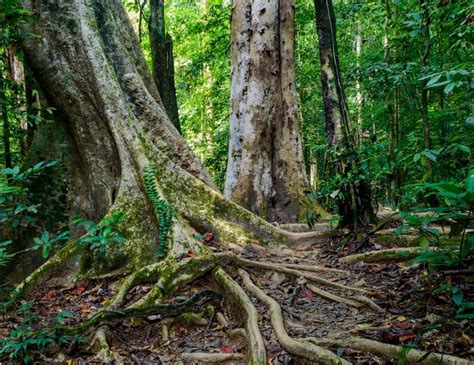 Khlong Sok: Khao Sok Waterfalls And Wildlife Half-Day Trek