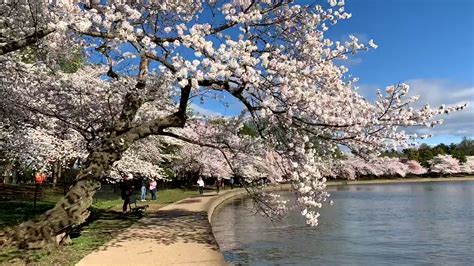 'Idyllic' Cherry Blossoms Reach Peak Bloom in Washington