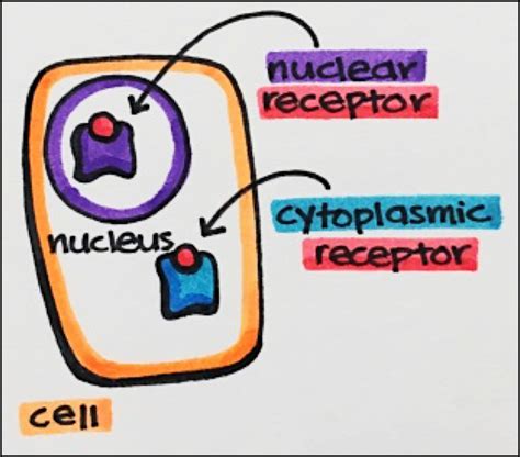 15. Nuclear Receptors – Principles of Pharmacology – Study Guide