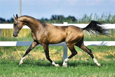 The Ancient Breed of the Akhal-Teke - Young Rider Magazine