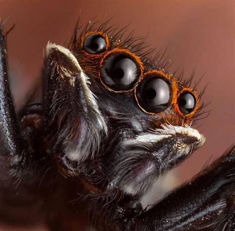 🔥 The curious eyes of a Jumping Spider : r/NatureIsFuckingLit