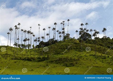 Wax Palm Tree, Colombia stock photo. Image of americas - 40092640