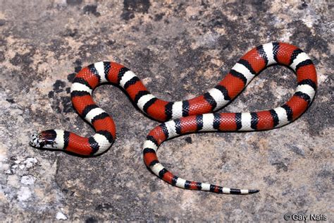 Central Plains Milksnake - Lampropeltis triangulum gentilis