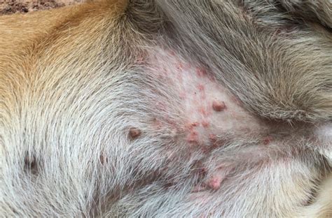 What’s causing your dog’s belly rash? | Animal Wellness Magazine