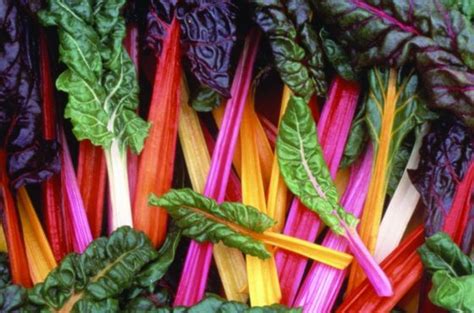 Rainbow Swiss Chard Growing Guide: From Seed To Plate | Ready Gardens ...