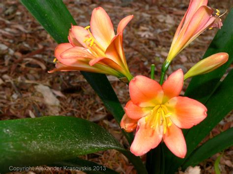 Aggregata Plants & Gardens: Clivia seed collection and propagation technique