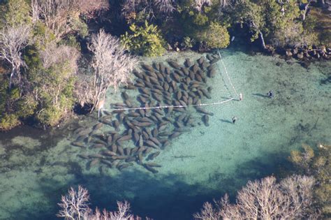 Peacefully Float with Manatees in Crystal River, Florida – Unusual Places