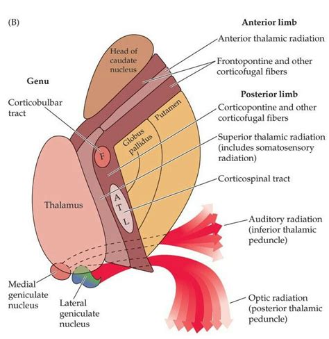 Internal capsule | Brain anatomy, Human anatomy and physiology, Internal capsule