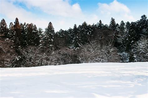 Pine Tree and Snow Landscape with Clear Sky in Hiraizumi, Iwate, Tohoku ...