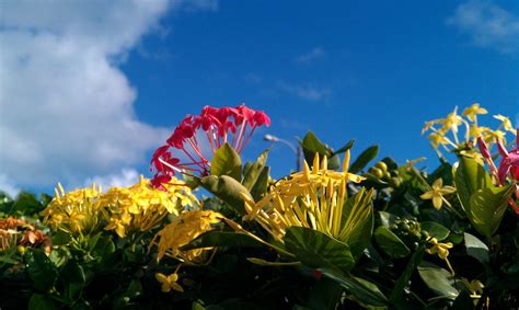 Mi Jardin Florido: Cruz de Malta, Maltese Cross