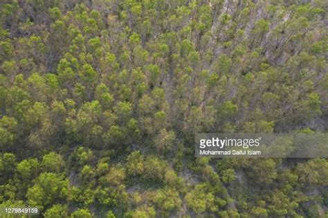 91 Sundarbans Aerial Stock Photos, High-Res Pictures, and Images ...