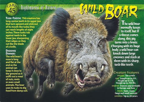 Wild Boar - Wierd N'wild Creatures Wiki