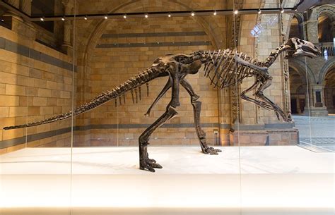 Mantellisaurus: 3D-scanning one of the most complete British dinosaurs ...