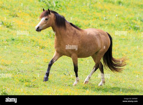 Welsh Pony Section B Dun Mare Walking Pasture Austria Stock Photo, Royalty Free Image: 75333231 ...