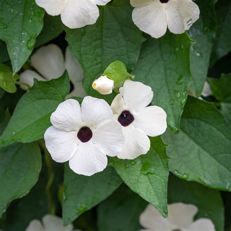 Thunbergia alata 'SunEyes White Improved' | Black-eyed Susan | Sarah Raven