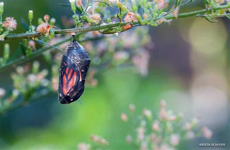 A Monarch Chrysalis on the Cusp