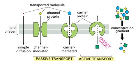 Membrane Transport Proteins | Mastering Biology Quiz