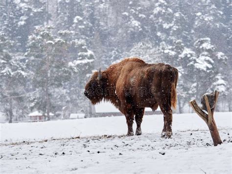 European Bison Bison Bonasus in Natural Habitat Stock Photo - Image of head, bull: 108140964