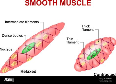 Smooth Muscle Diagram - Smooth Muscle Diagram Schematic Diagram Of The ...