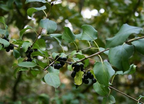 Common buckthorn (Invasive Plants of Pittsburgh) · NaturaLista Mexico