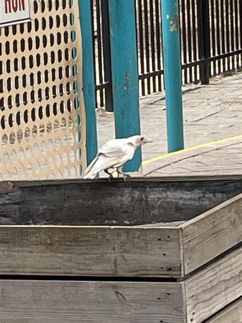 Is this an albino Magpie? : r/AustralianBirds