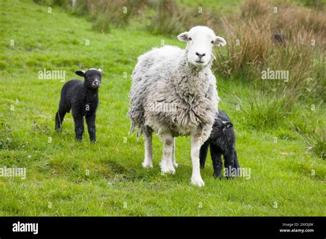 White Herdwick sheep with black lambs in a field in English countryside ...