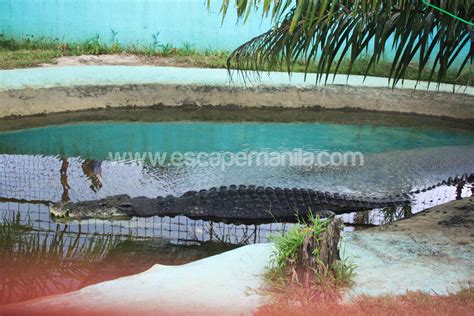 A Close Encounter with Lolong - The Longest Captive Crocodile in the World | Escape Manila